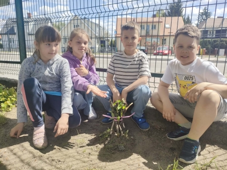''Drzewa sięgające nieba'' klasy 1B